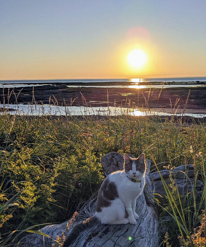 cat beach shore sunset travel feline